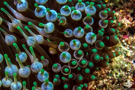  Bubble-Tip Anemone: Keşfetmenin Bir Yolunu Bulmak İçin Kendi Kabarcıklarını Yarat!