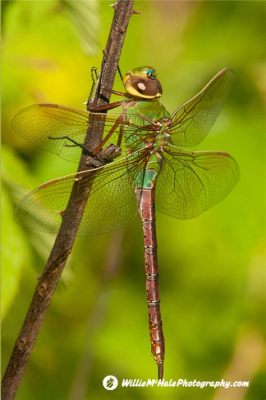  Damselfly: With Transparent Wings as Delicate as Lace, These Aquatic Predators Dance Through the Air!