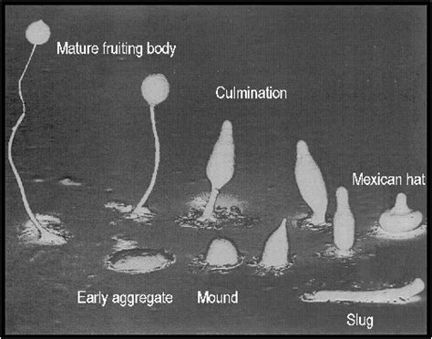  Dictyostelium Discoideum: Keşfedin Tek Hücreli Dünyanın Olağanüstü Bir Yaratıcısını!