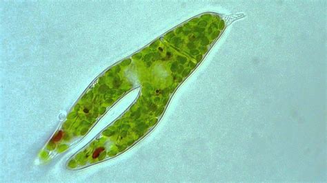  Euglena: Can This Microscopic Mixotroph Truly Photosynthesize and Eat at the Same Time?!