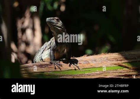  İguana, Güneşin Altında Uyuduğu Yerleri Belirleyen Sıcakkanlı Bir Sürüngen!