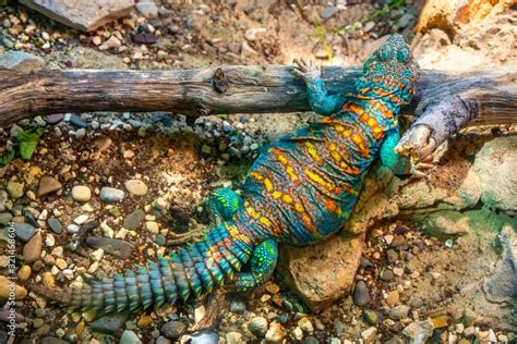  Uromastix!  The Scaly Lizards That Can Be Found Digging Burrows and Burrowing Under the Sand?