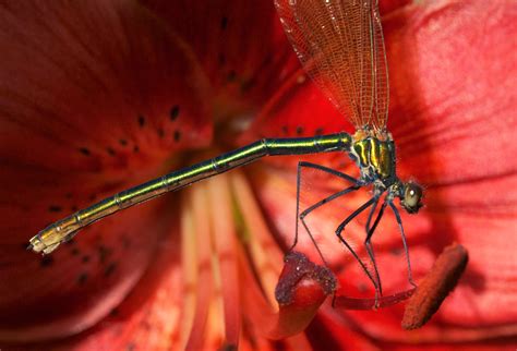  Damsel Fly, Bir Deniz Canavarı Gibi Su Üzerinde Süzülen ve Renkli Kanatlarıyla Gökyüzünü Boyayan İncek Böceğimiz!