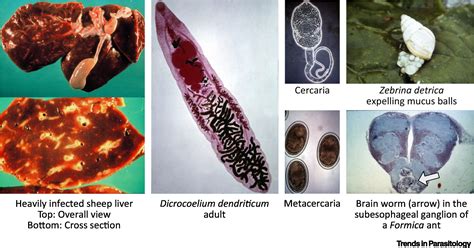  Dicrocoelium: Parazit Bir Kurdun İçi veya Şahinlerin Gökyüzüne Uçuşu?