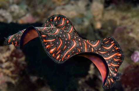  Ectopleura: A Flatworm So Cool It Doesn't Even Need Lungs!