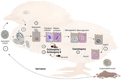  Eimeria! A Microscopic World Traveler That Calls Your Gut Home