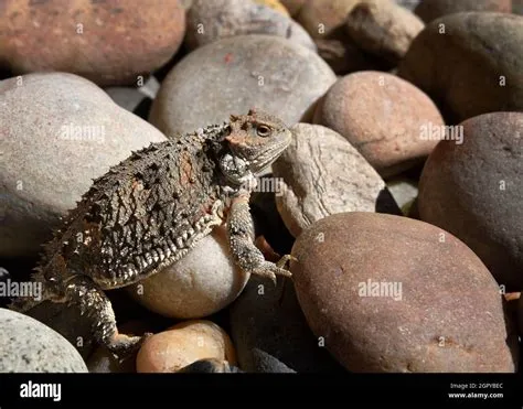  Horny Toad! Discover This Remarkably Camouflaged Reptile That Thrives In Arid Environments