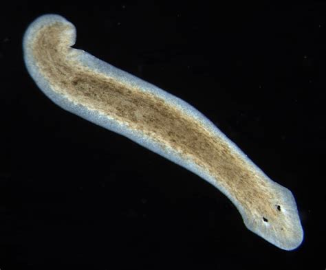  Planaria: Can This Remarkable Tiny Flatworm Regenerate Entire Body Parts and Survive Underwater?