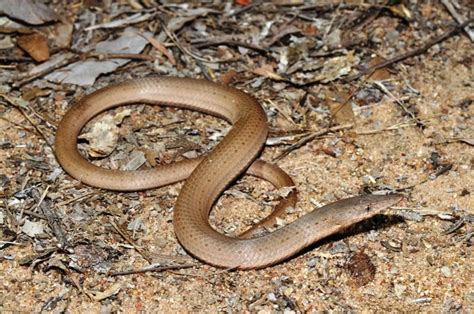  Queensland Legless Lizard:  A Slithering Enigma Disguised as an Earthworm!