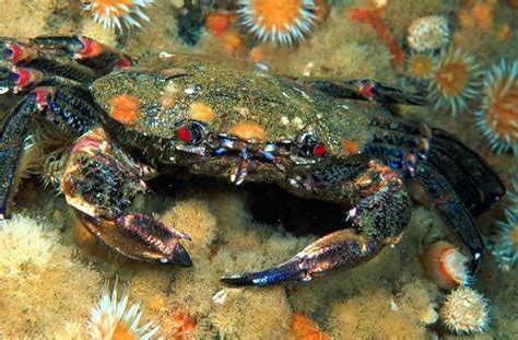  Velvet Swimming Crab: Bu inanılmaz deniz canlısı, derin sularda gizemli bir dansı sergiler ve parlak kırmızı gövdesi ile okyanusun incisidir!