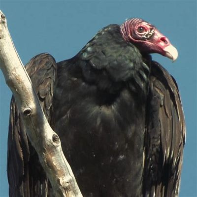  Vulture: Can These Majestic Scavengers Also Be Described as Nature's Undertakers and Efficient Recyclers?