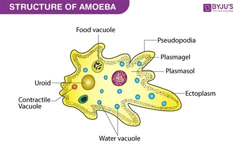  Yellow amoeba! Can you imagine this single-celled creature changing shape like a magical blob of sunshine?